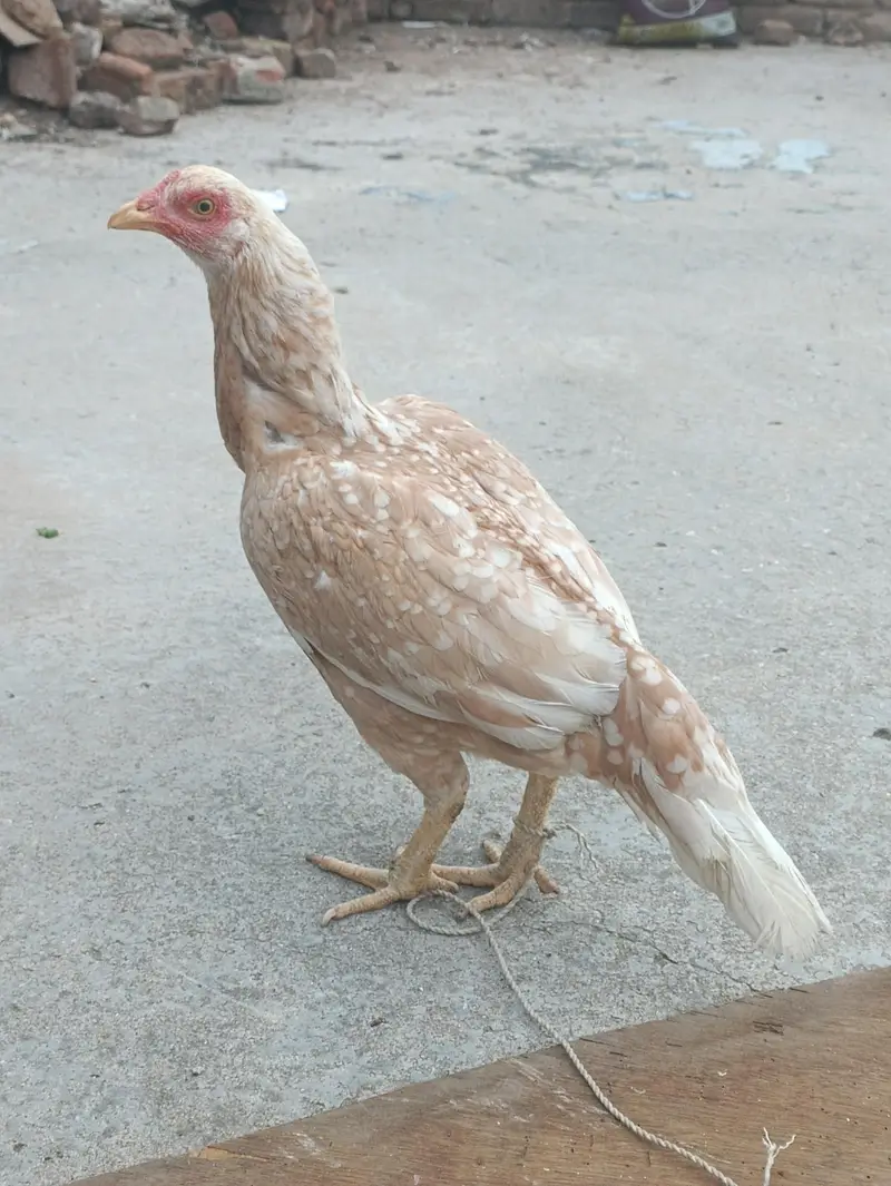 “Pure Aseel Chicken for Sale – Healthy & Strong — photo 2
