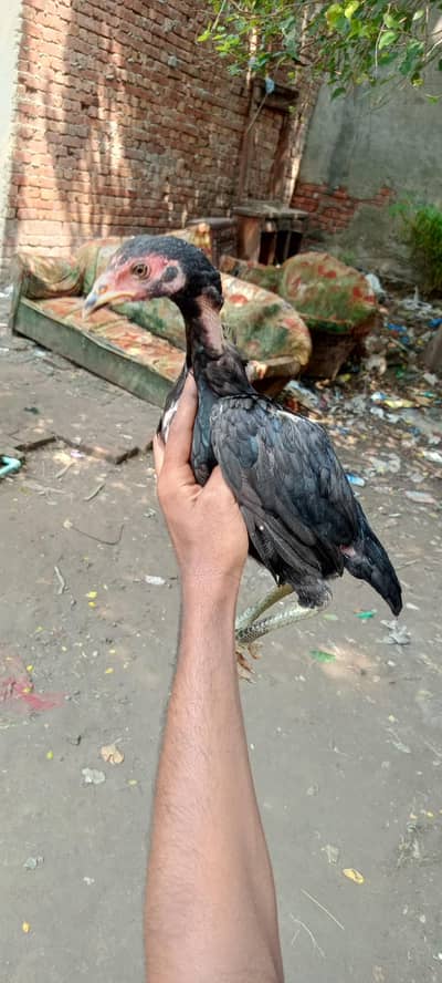 shahdara Lahore