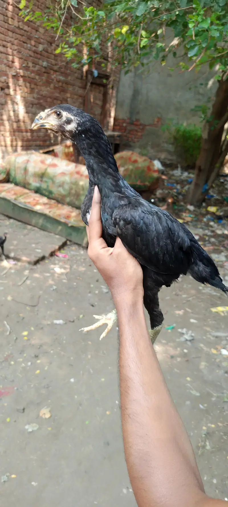 shahdara Lahore — photo 2