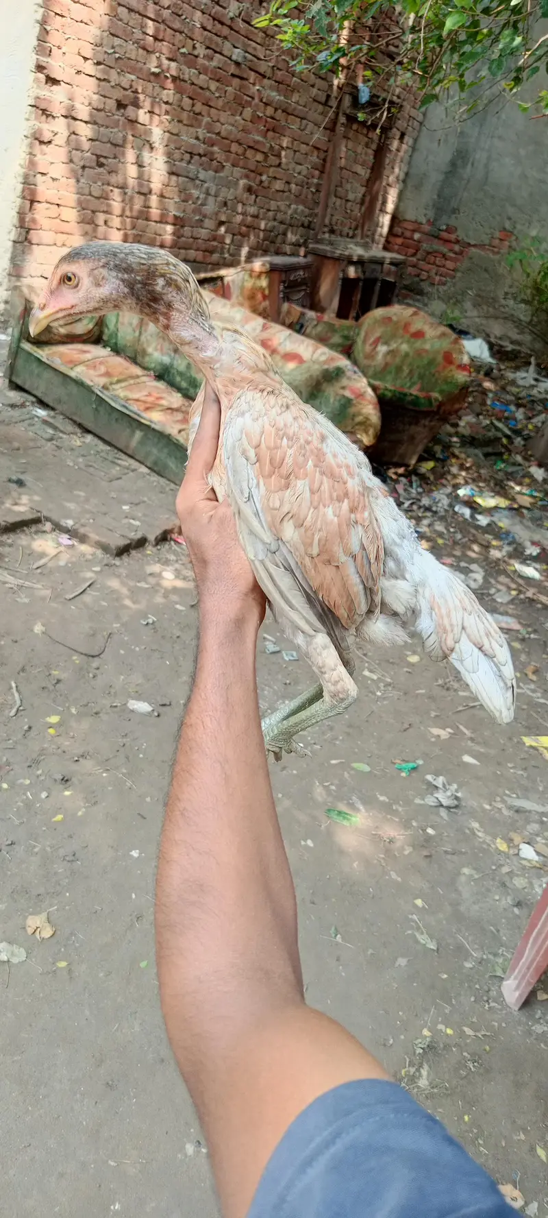 shahdara Lahore — photo 3