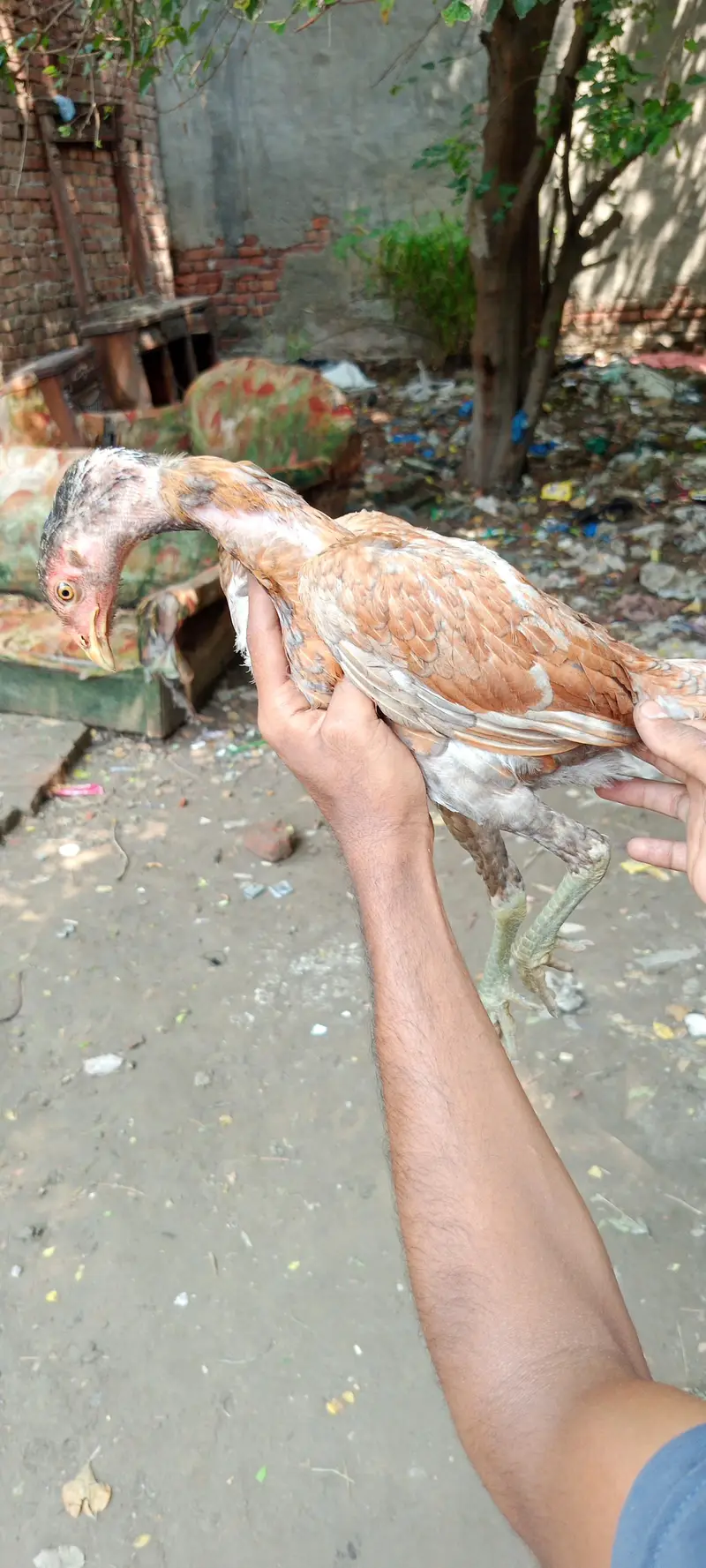 shahdara Lahore — photo 6