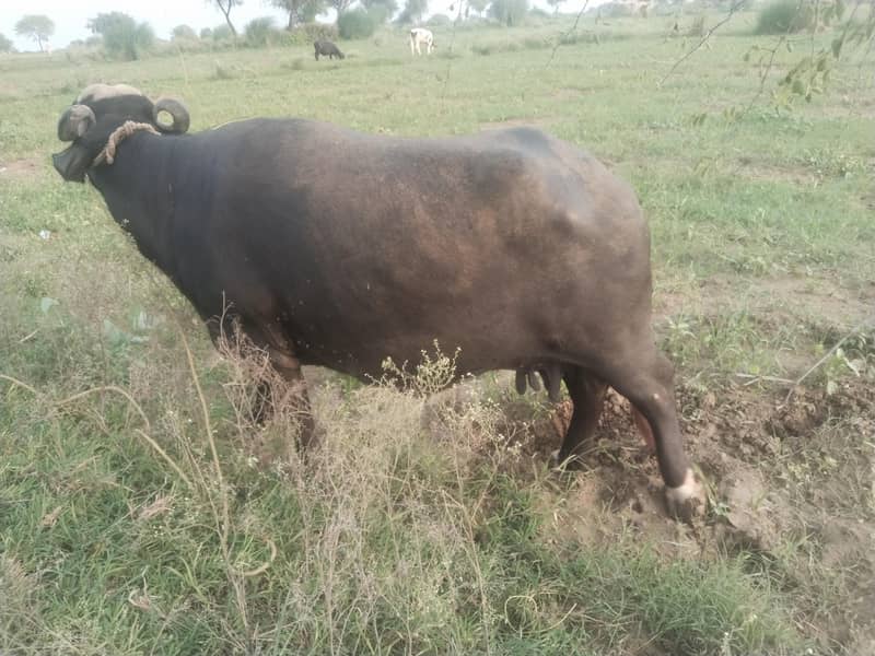Buffalos 1
