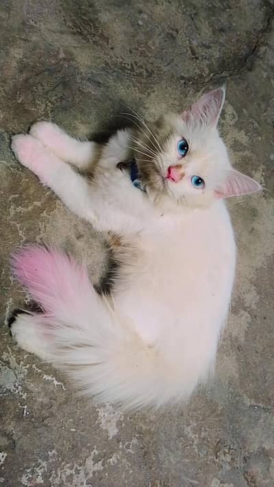 3 cat's Persian