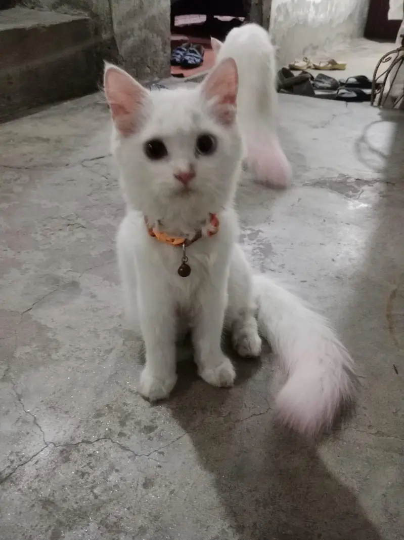 3 cat's Persian — photo 2