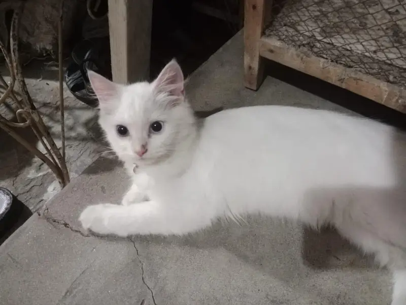 3 cat's Persian — photo 3