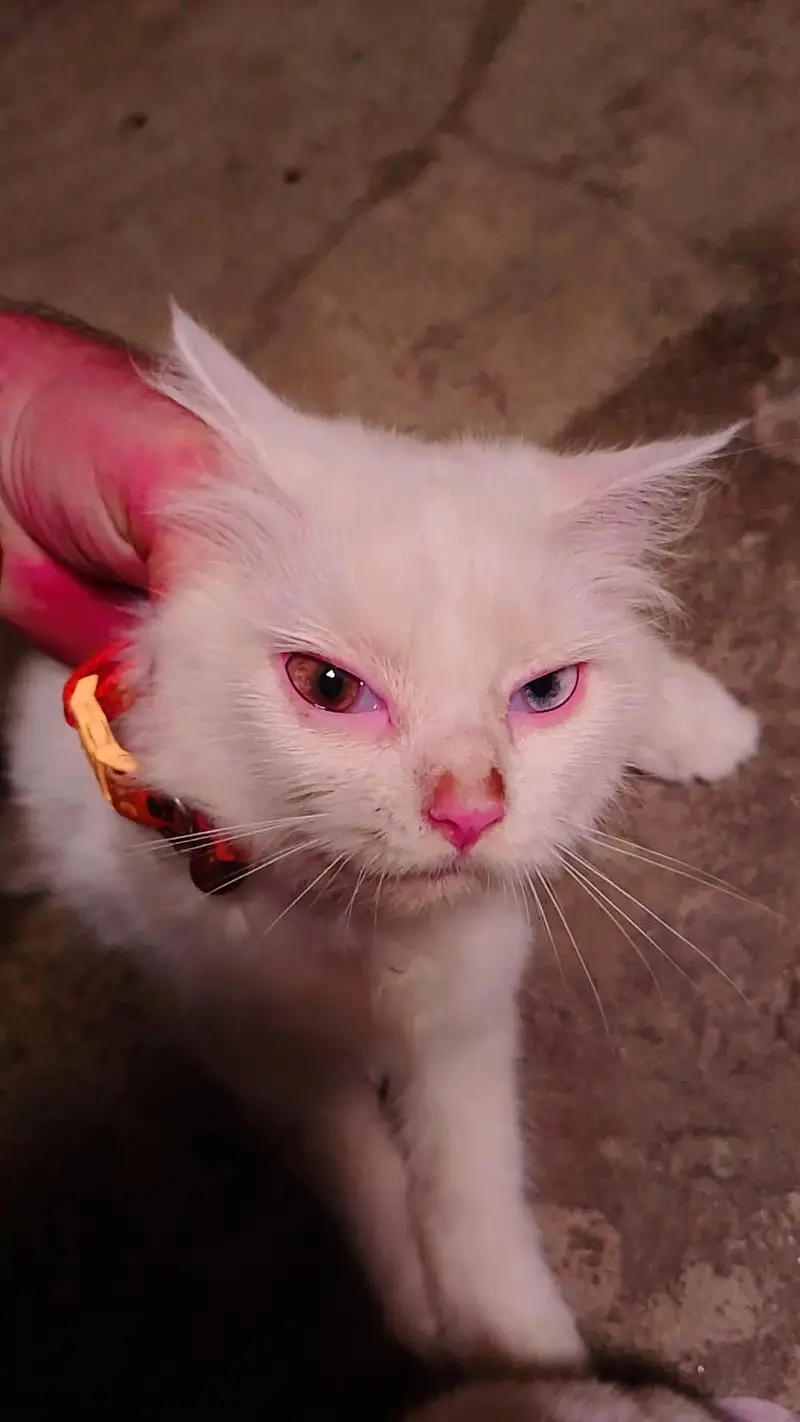 3 cat's Persian — photo 4