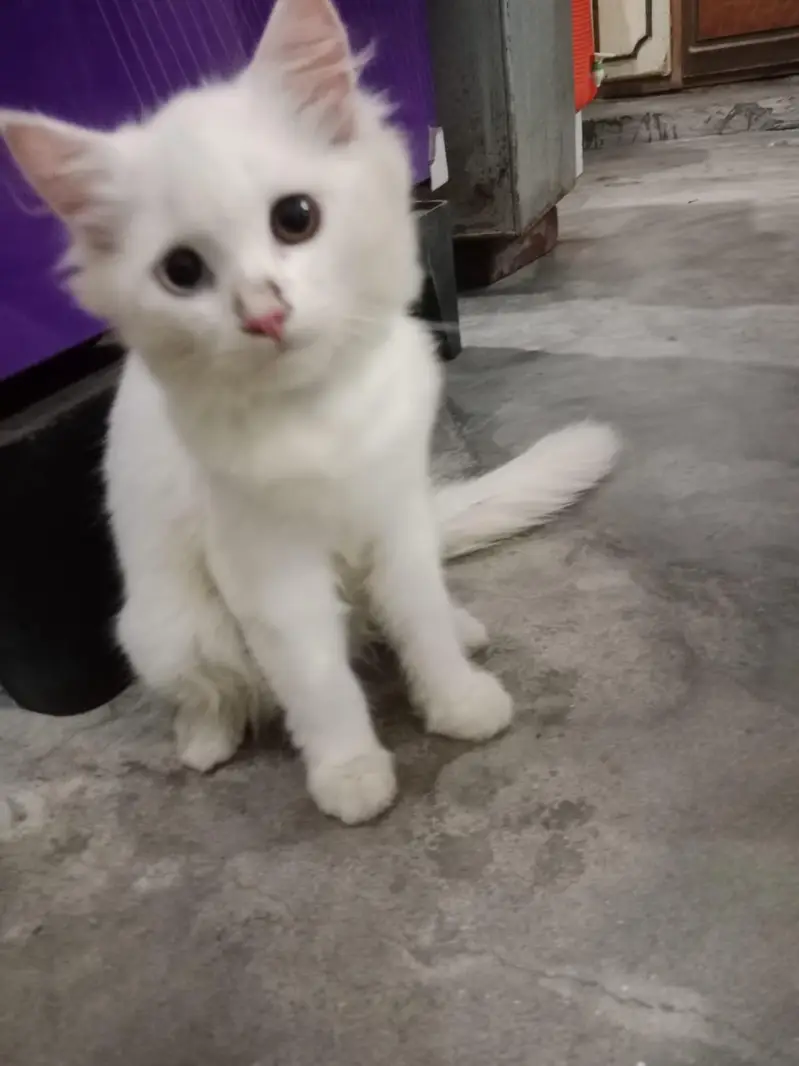 3 cat's Persian — photo 5