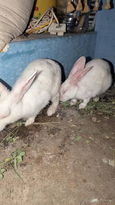rabbit