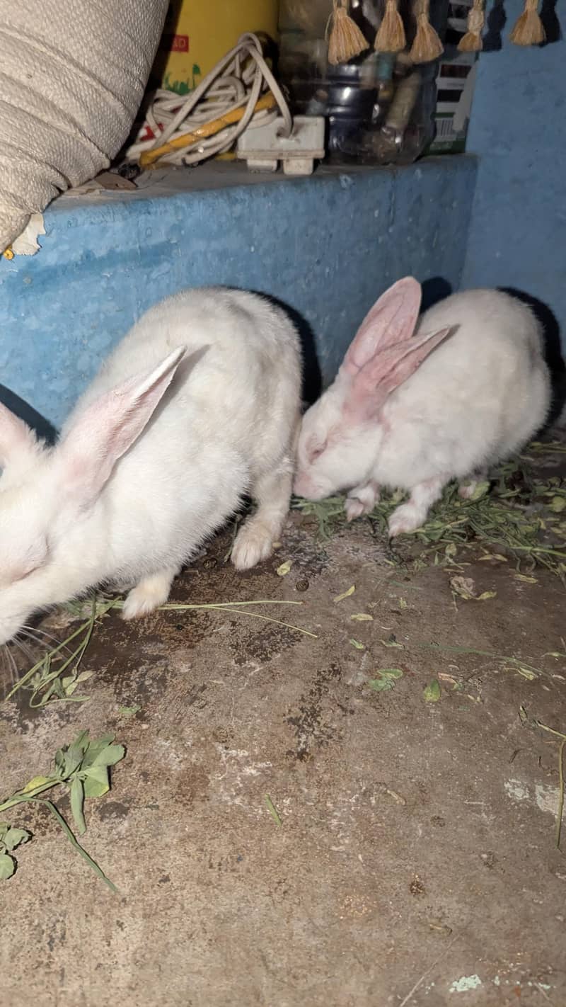 rabbit 0