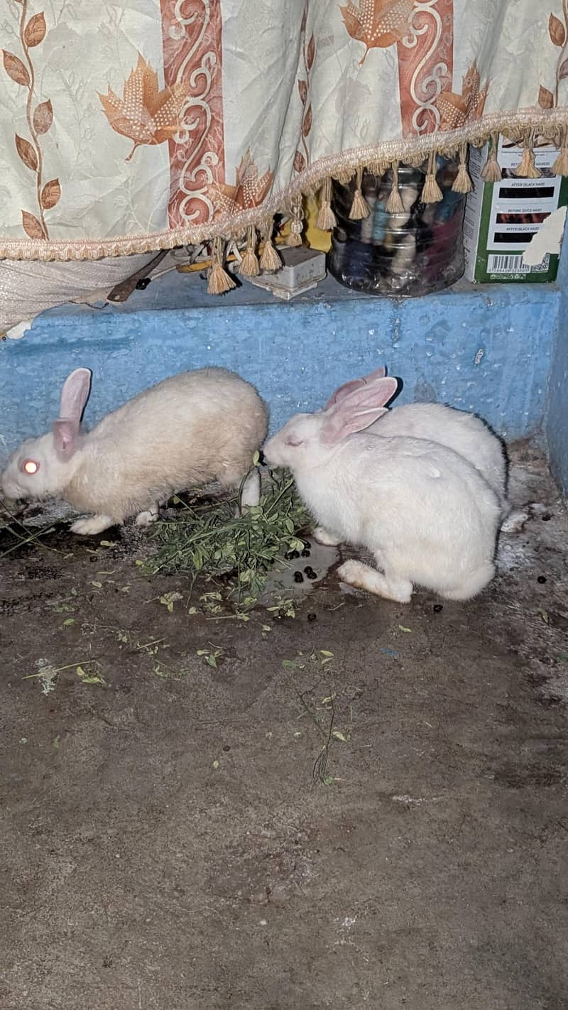 rabbit 1
