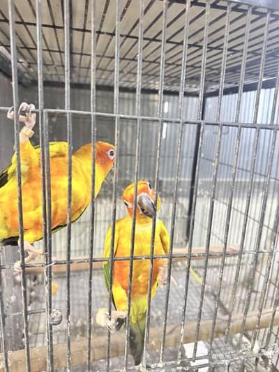 All Type Birds Grey African, Sun Conoures, Amazon & Lorry Pairs