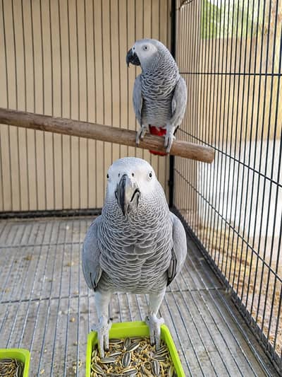 All Type Birds Grey African, Sun Conoures, Amazon & Lorry Pairs