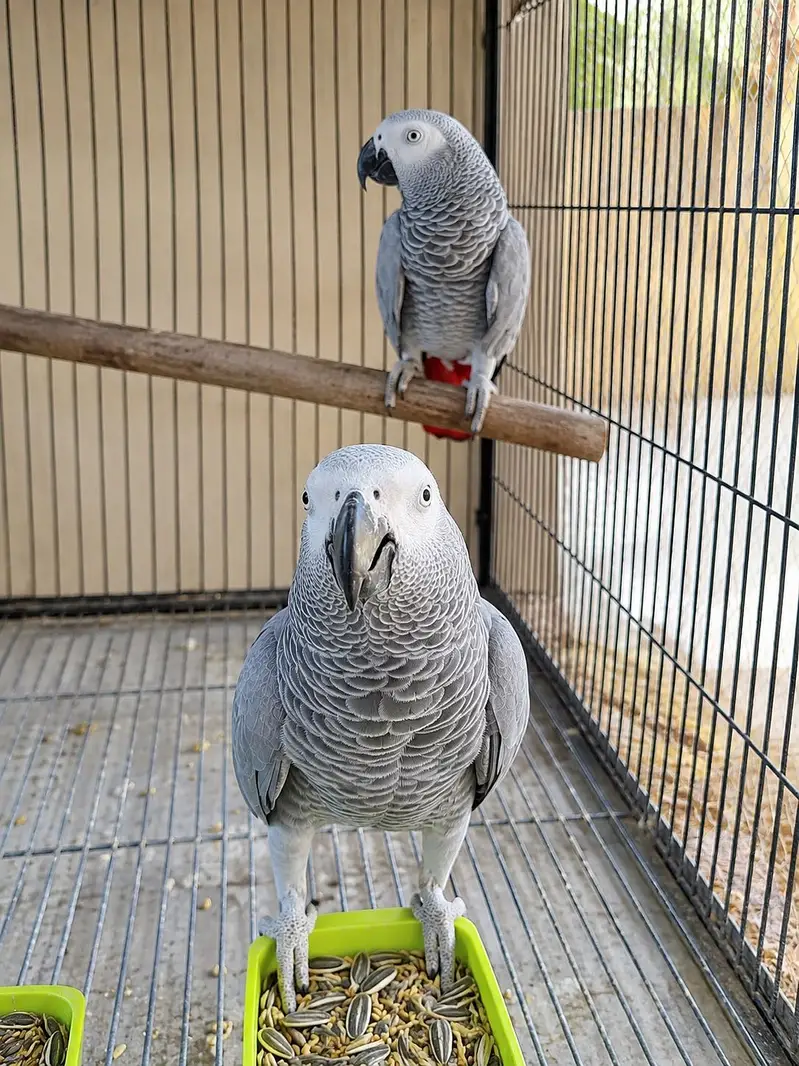 All Type Birds Grey African, Sun Conoures, Amazon & Lorry Pairs