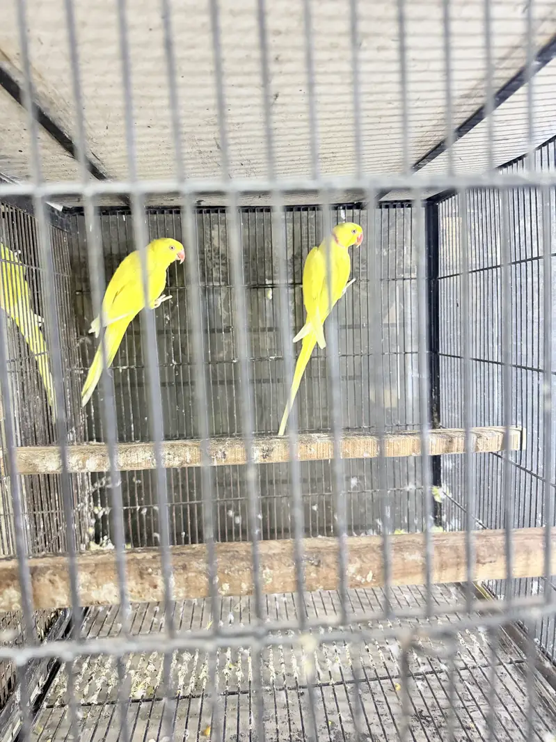All Type Birds Grey African, Sun Conoures, Amazon & Lorry Pairs — photo 3