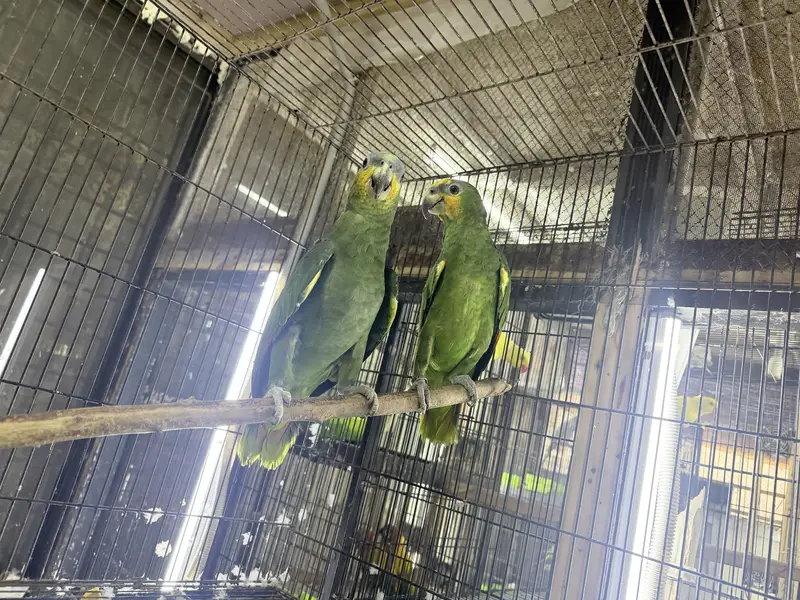 All Type Birds Grey African, Sun Conoures, Amazon & Lorry Pairs — photo 4