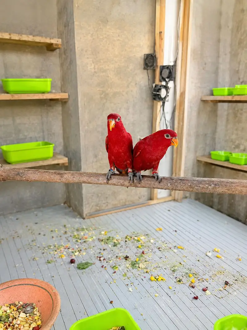 All Type Birds Grey African, Sun Conoures, Amazon & Lorry Pairs — photo 5