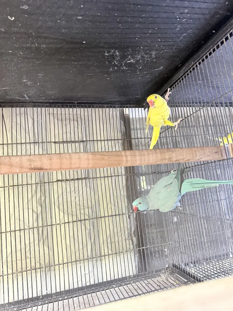 All Type Birds Grey African, Sun Conoures, Amazon & Lorry Pairs — photo 6