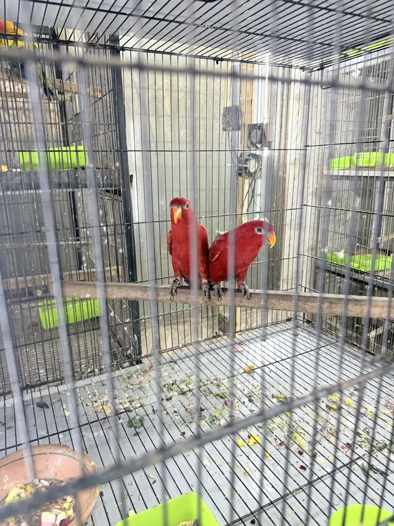 All Type Birds Grey African, Sun Conoures, Amazon & Lorry Pairs — photo 7