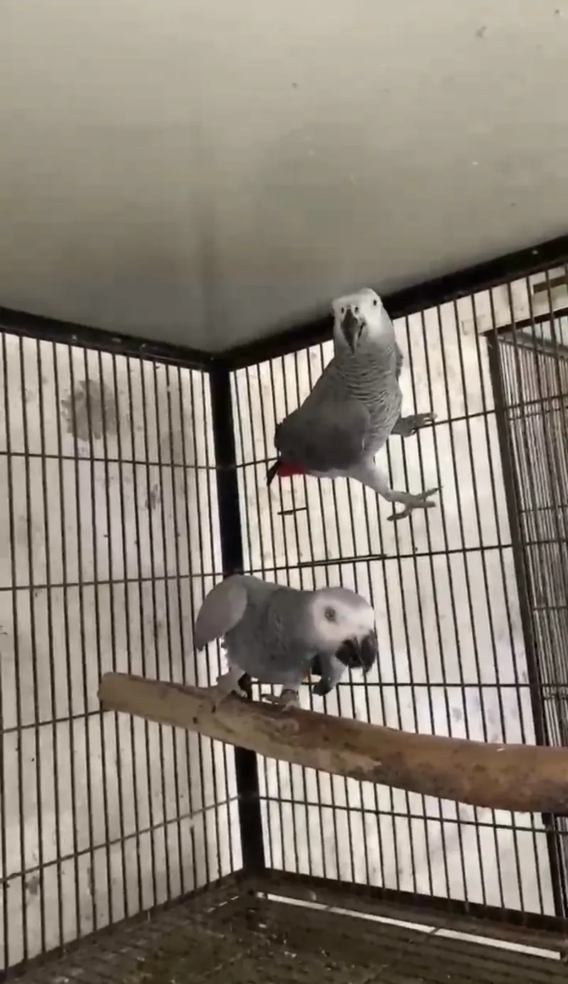 All Type Birds Grey African, Sun Conoures, Amazon & Lorry Pairs — photo 8