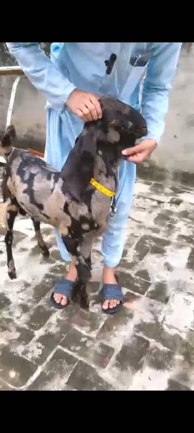 Goat | Nagra | Betal | Bakra | Bakri | breeder | Qurbani | Male | Dodh