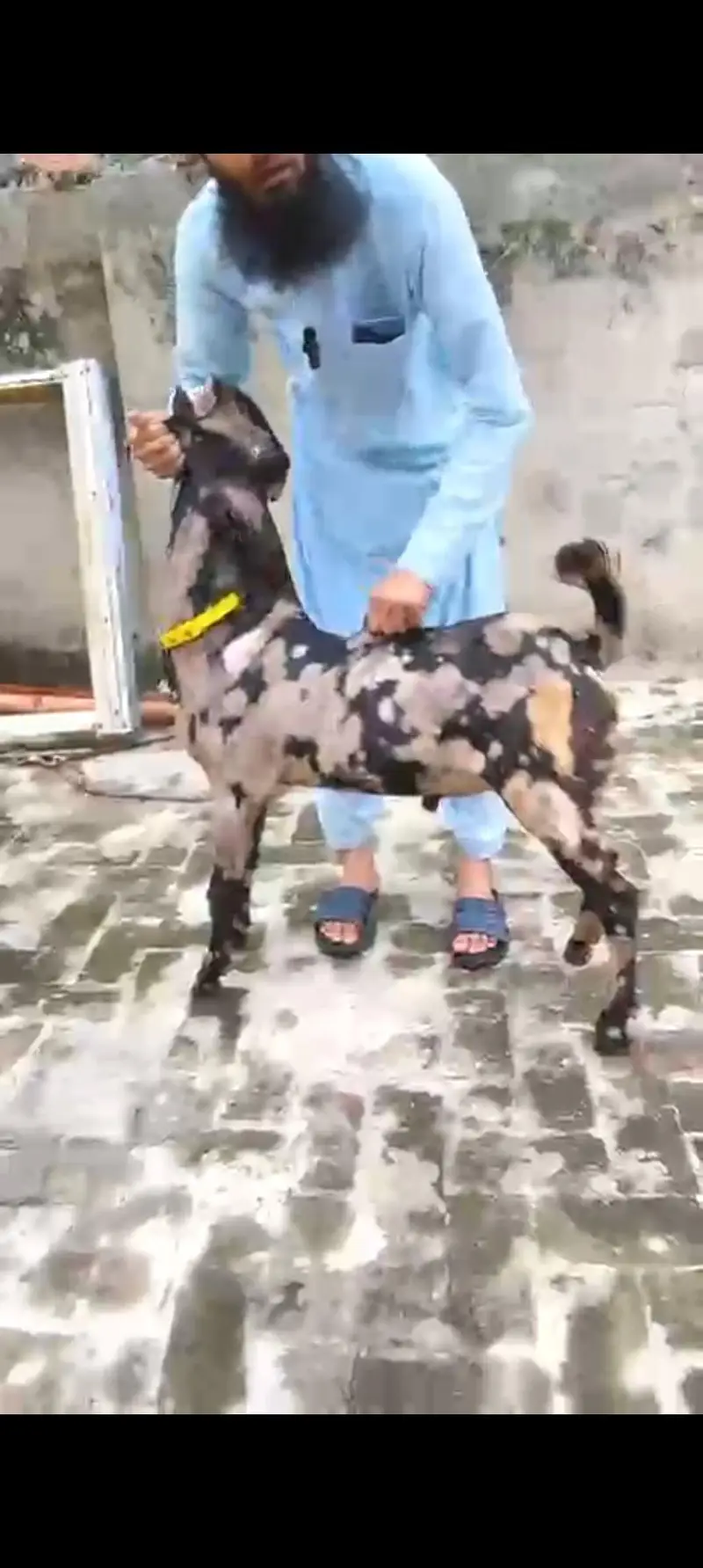 Goat | Nagra | Betal | Bakra | Bakri | breeder | Qurbani | Male | Dodh — photo 2