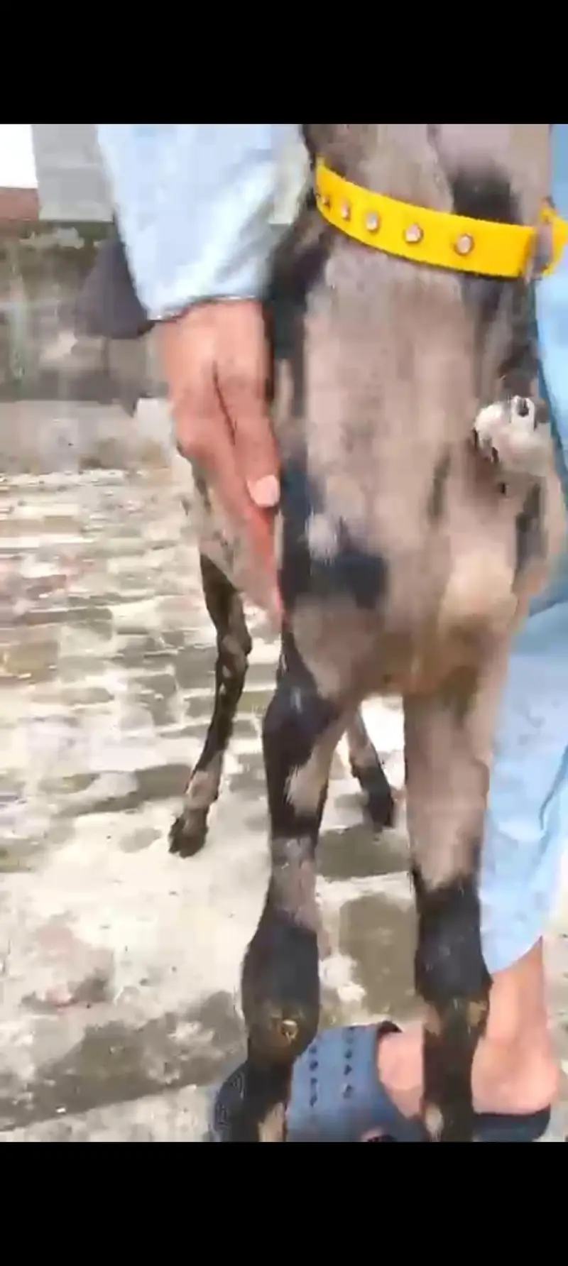 Goat | Nagra | Betal | Bakra | Bakri | breeder | Qurbani | Male | Dodh — photo 4