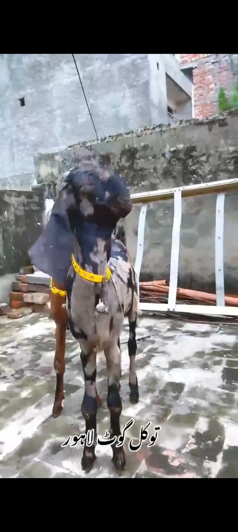 Goat | Nagra | Betal | Bakra | Bakri | breeder | Qurbani | Male | Dodh — photo 5