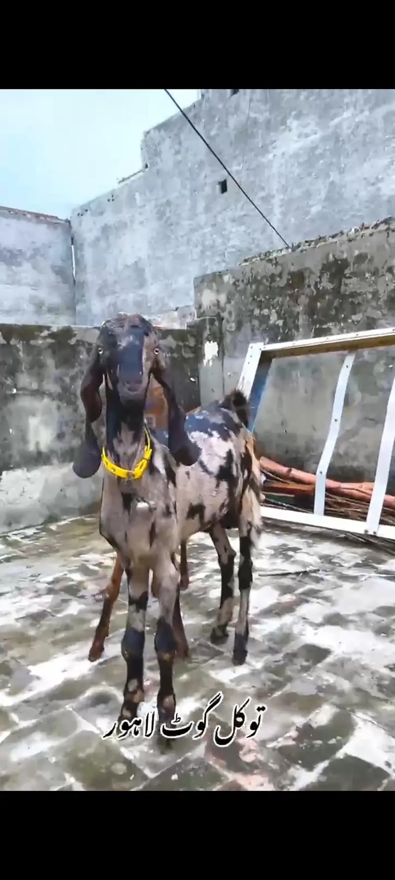 Goat | Nagra | Betal | Bakra | Bakri | breeder | Qurbani | Male | Dodh — photo 6
