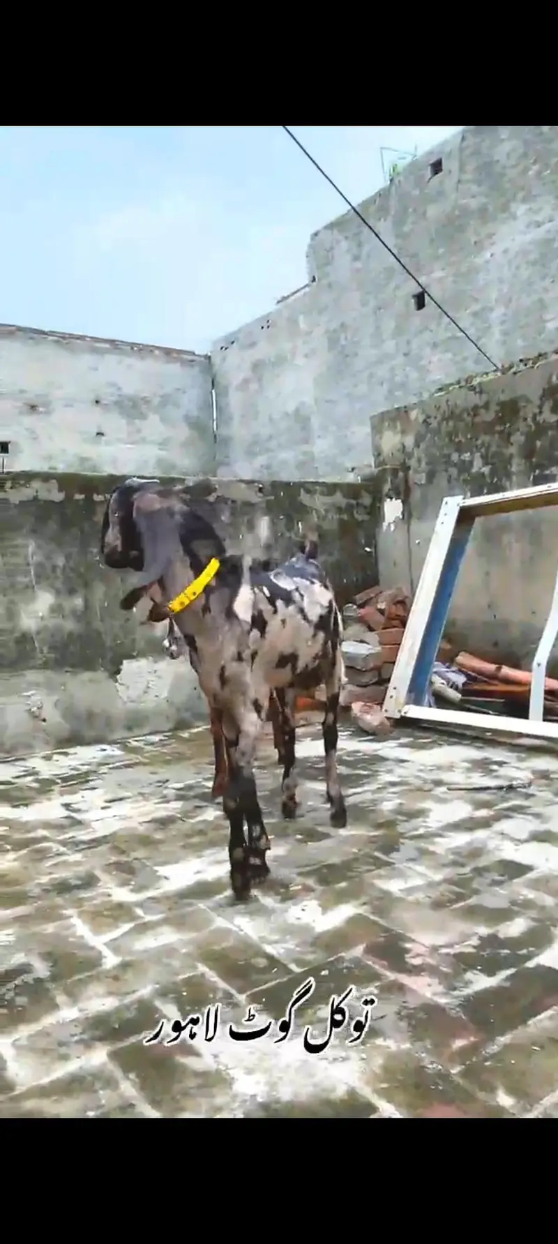 Goat | Nagra | Betal | Bakra | Bakri | breeder | Qurbani | Male | Dodh — photo 7
