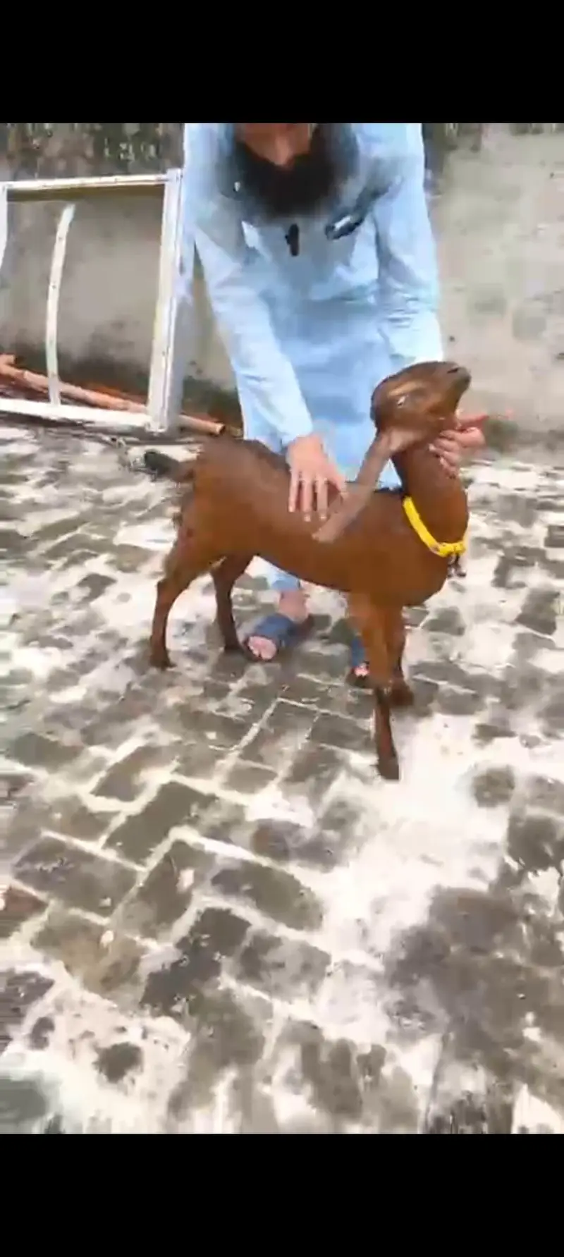 Goat | Nagra | Betal | Bakra | Bakri | breeder | Qurbani | Male | Dodh — photo 9