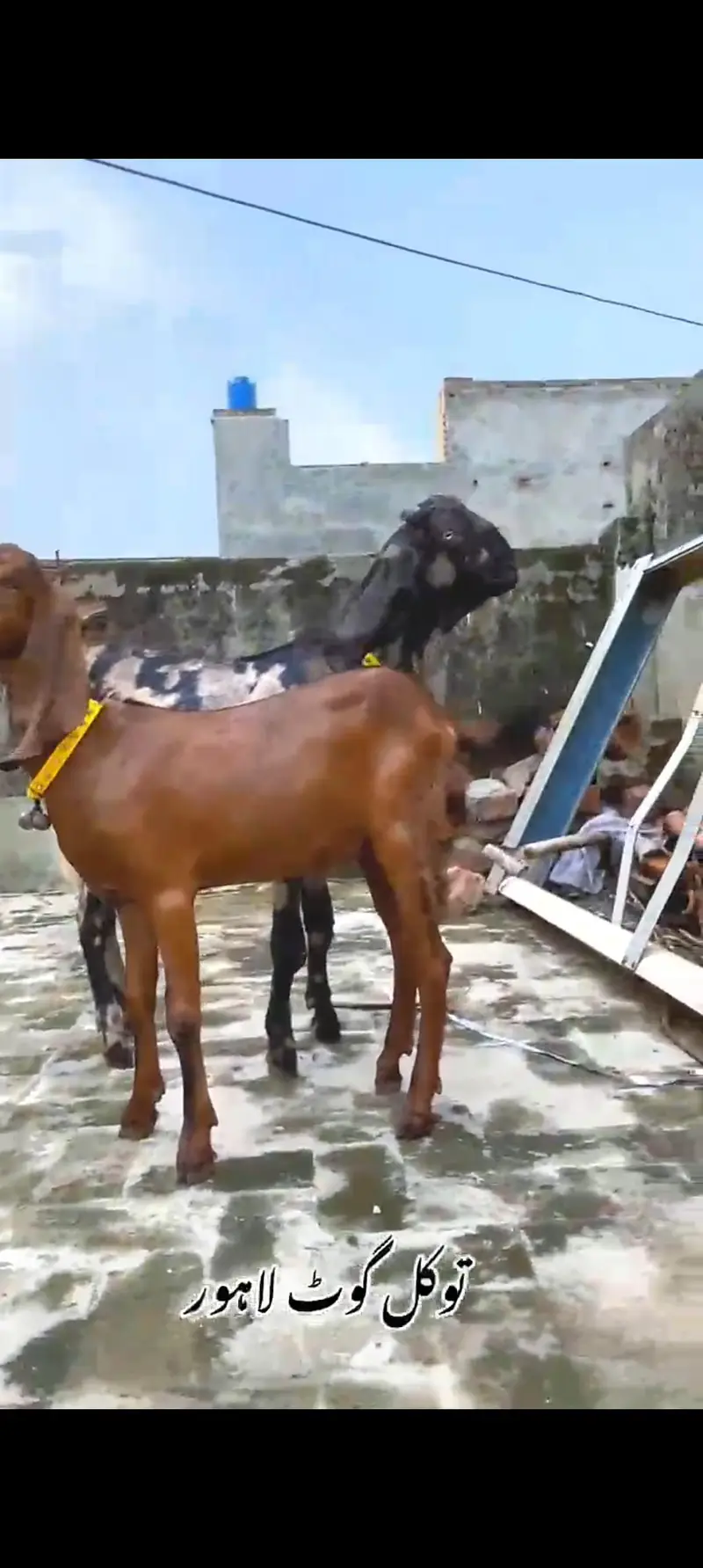 Goat | Nagra | Betal | Bakra | Bakri | breeder | Qurbani | Male | Dodh — photo 12