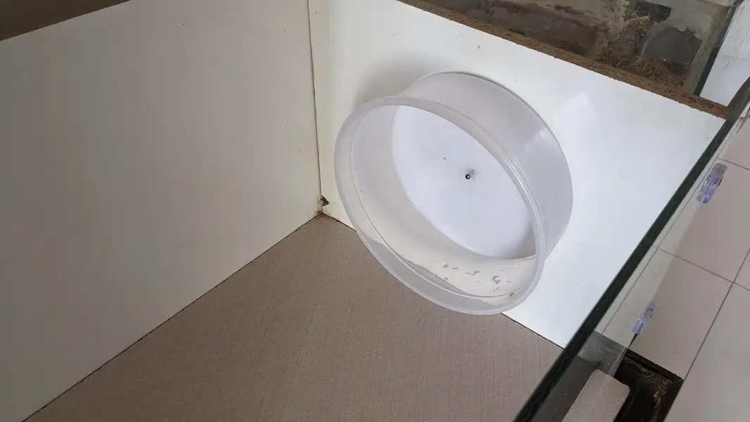 Hamster with enclosure and wheel — photo 2