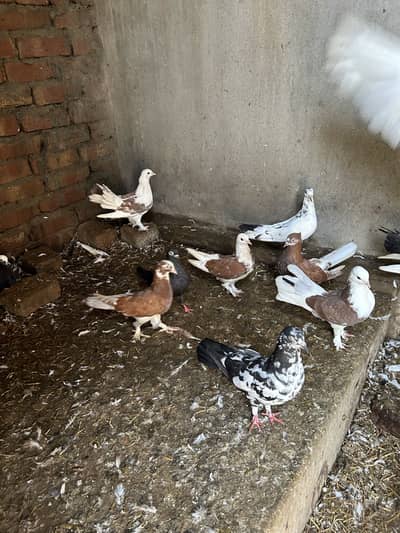 Pigeon