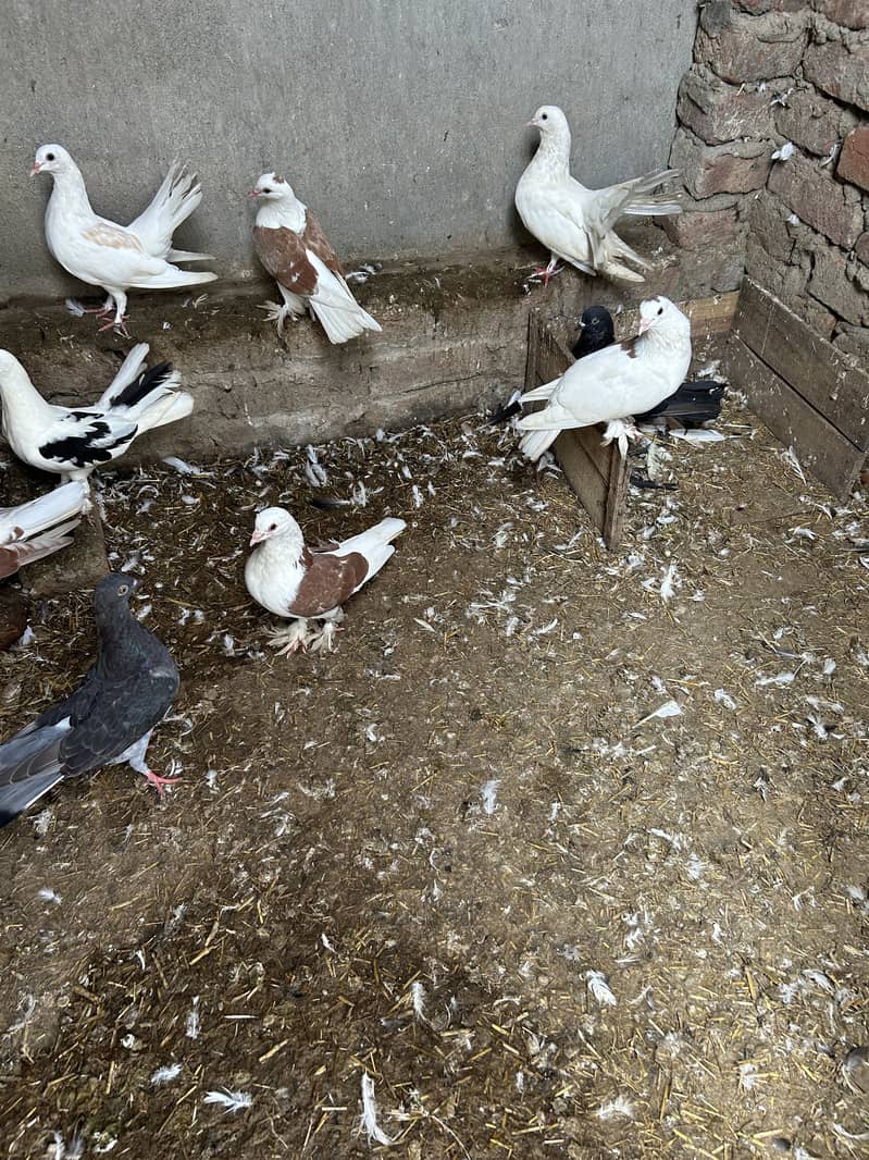 Pigeon 1