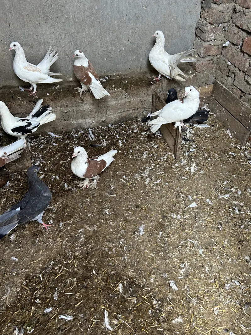 Pigeon — photo 2