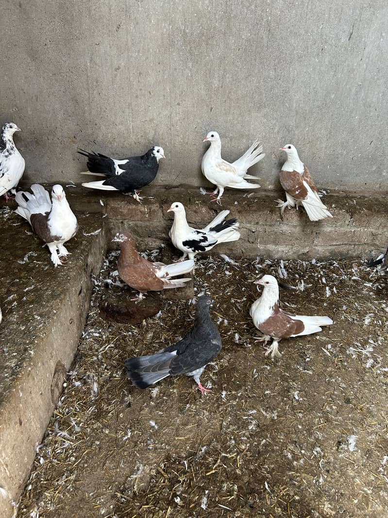 Pigeon 2