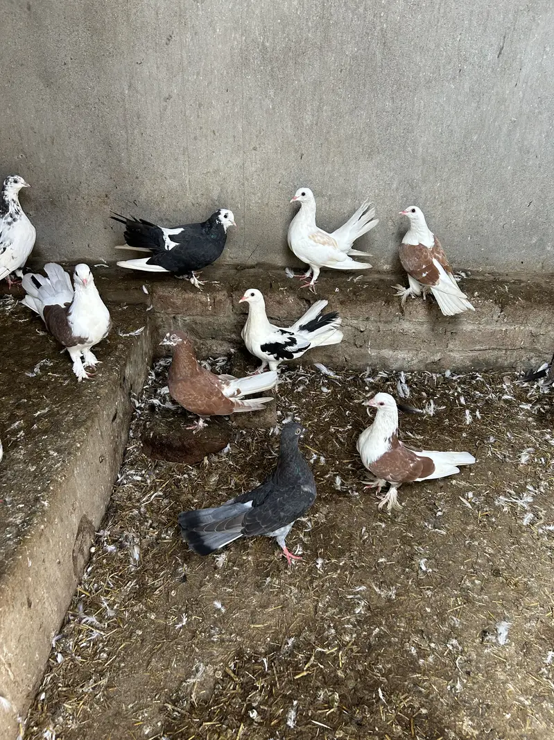 Pigeon — photo 3