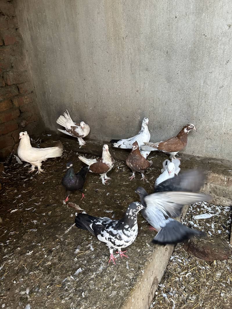 Pigeon 3