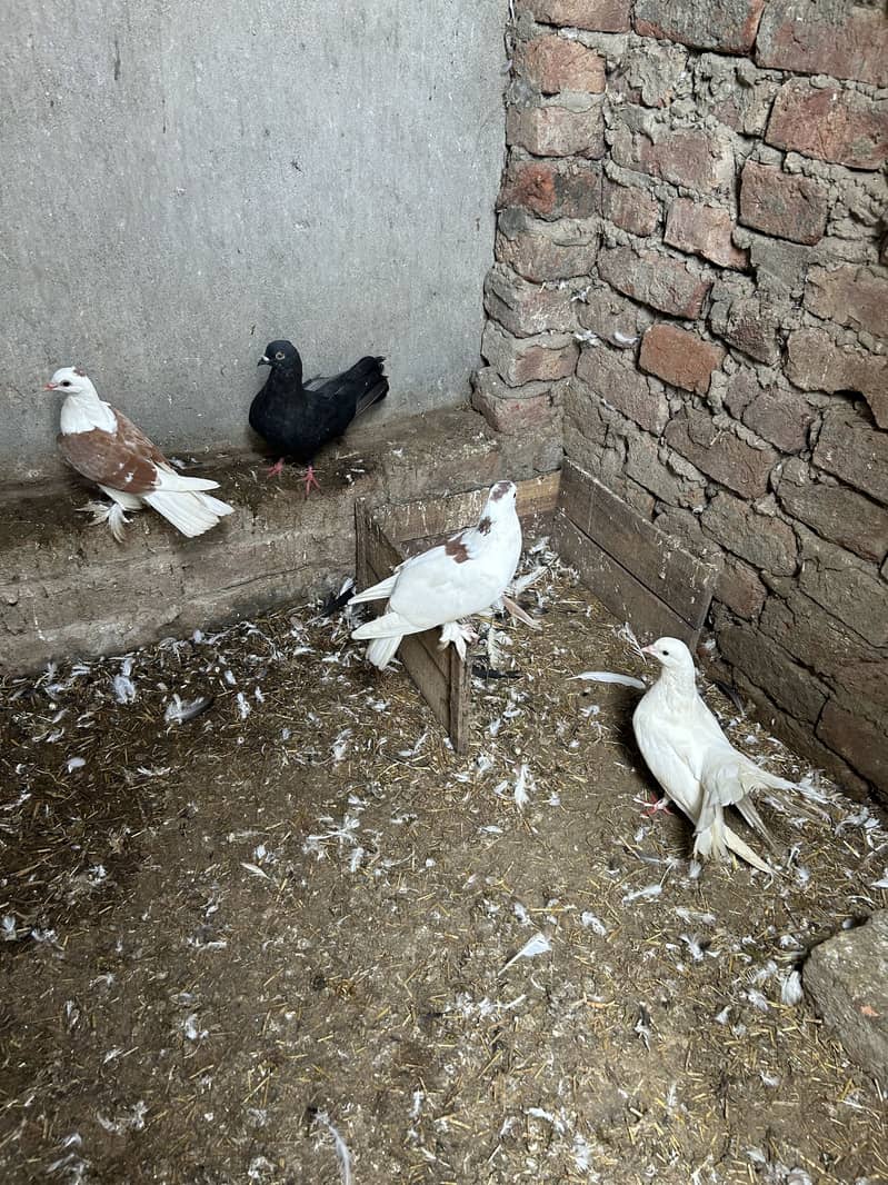 Pigeon 4