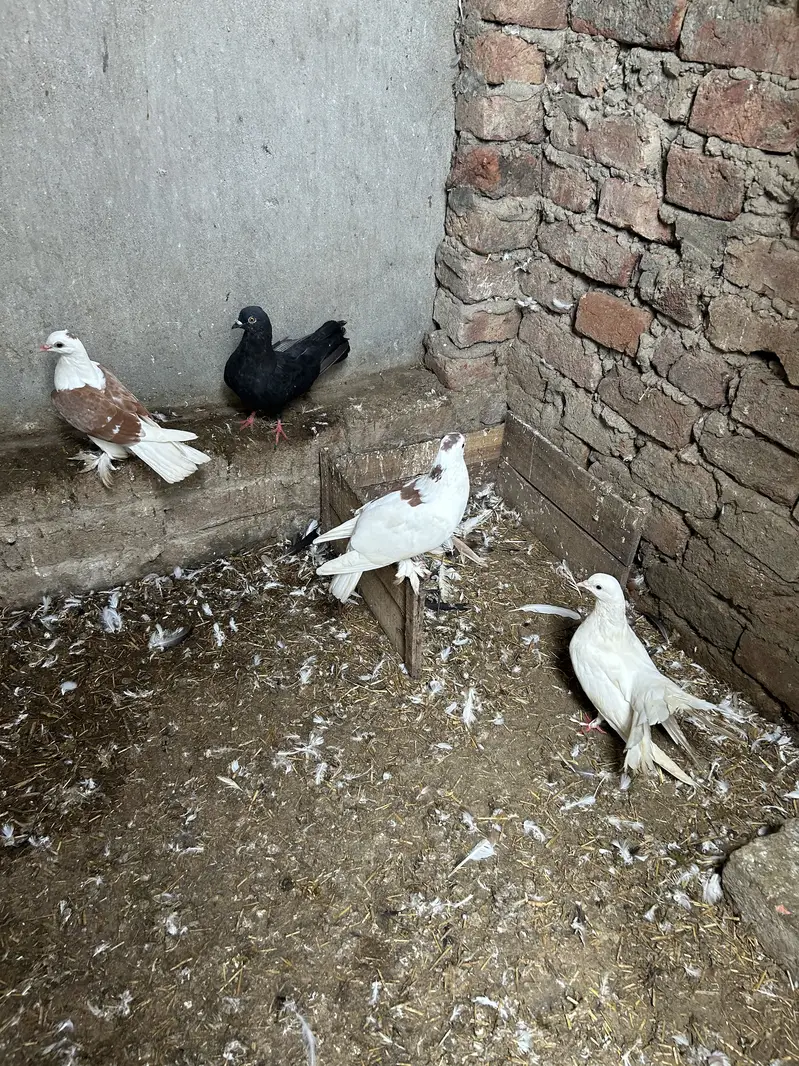 Pigeon — photo 5