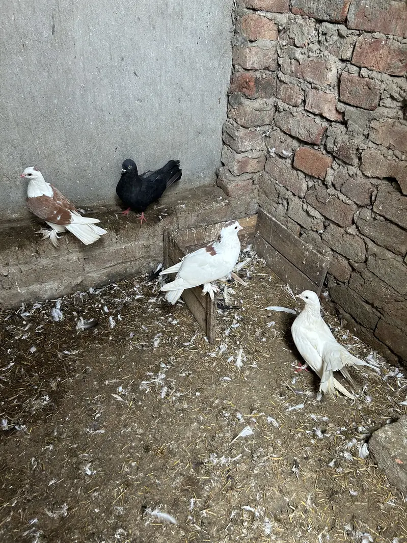 Pigeon — photo 6