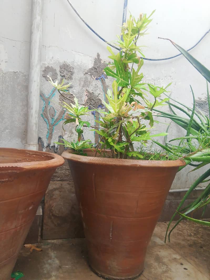 plants 1