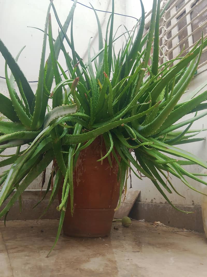 plants 2