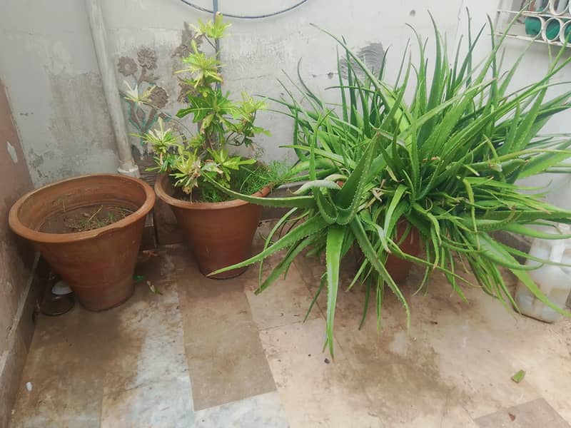 plants 3