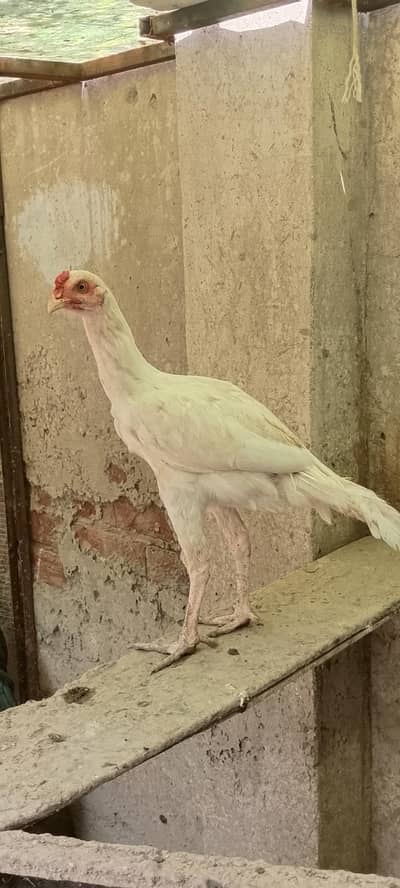 lakha /java | Hera Aseel | Paper White Aseel | Aseel Lasani For Sale