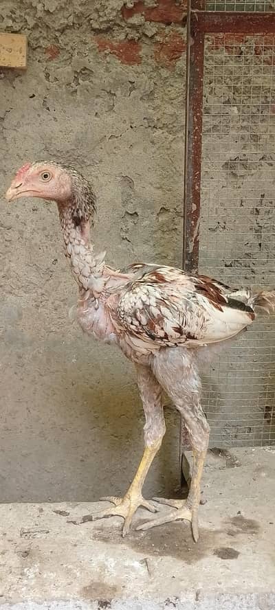 lakha /java | Hera Aseel | Paper White Aseel | Aseel Lasani For Sale