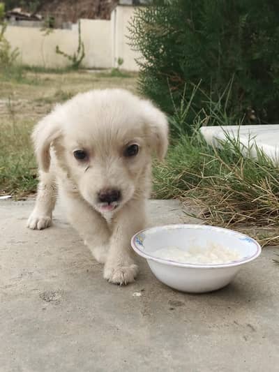 Russian male puppy