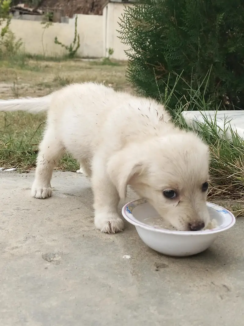 Russian male puppy — photo 2