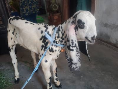 Desi Bakra