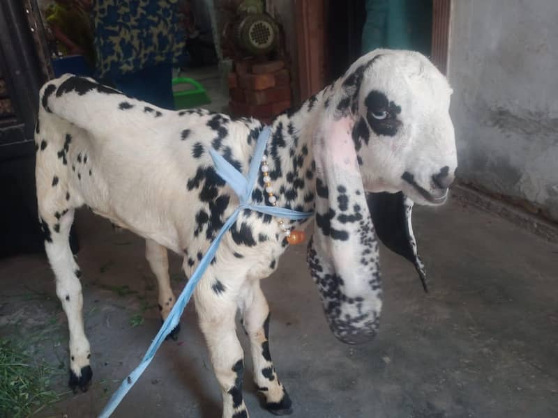 Desi Bakra 0